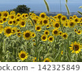 Summer sunflower field (Kurobe Ranch Makiba no Kaze, Kurobe City, Toyama Prefecture; photo taken in August) 142325849
