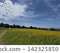 Summer sunflower field (Kurobe Ranch Makiba no Kaze, Kurobe City, Toyama Prefecture; photo taken in August) 142325850