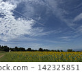 Summer sunflower field (Kurobe Ranch Makiba no Kaze, Kurobe City, Toyama Prefecture; photo taken in August) 142325851