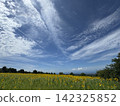 Summer sunflower field (Kurobe Ranch Makiba no Kaze, Kurobe City, Toyama Prefecture; photo taken in August) 142325852