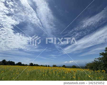 Summer sunflower field (Kurobe Ranch Makiba no Kaze, Kurobe City, Toyama Prefecture; photo taken in August) 142325852