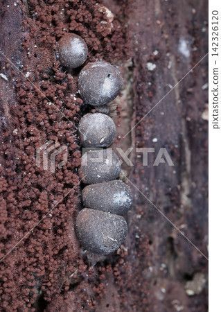 自然界中生長的多頭絨泡菌(Physarum polycephalum)已經變褐色好幾天了。子實體的頂端裂開,白色的孢子正從中流出。 自然界中生長的多頭絨泡菌(Physarum polycephalum)已經變褐色好幾天了。子實體的頂端裂開,白色的孢子正從中流出。 142326120