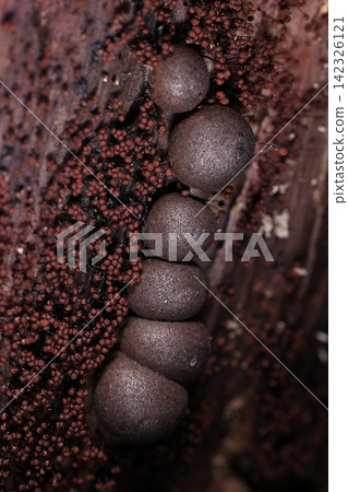 Naturally occurring slime mold, *Physarum polycephalum*, the day after it turned brown. The surrounding granules are a different species of slime mold, *Physarum scoparium*. Naturally occurring slime mold, *Physarum polycephalum*, the day after it turned brown. The surrounding granules are a different species of slime mold, *Physarum scoparium*. 142326121
