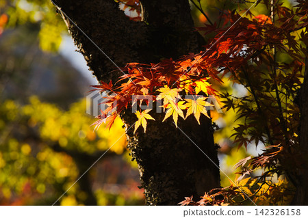 紅楓葉和黃楓葉 142326158