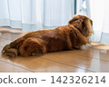 一隻對外在充滿好奇的迷你臘腸犬 142326214