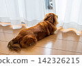一隻對外在充滿好奇的迷你臘腸犬 142326215