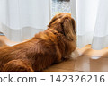 一隻對外在充滿好奇的迷你臘腸犬 142326216