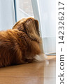一隻對外在充滿好奇的迷你臘腸犬 142326217