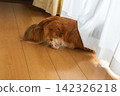 一隻對外在充滿好奇的迷你臘腸犬 142326218