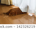 一隻對外在充滿好奇的迷你臘腸犬 142326219