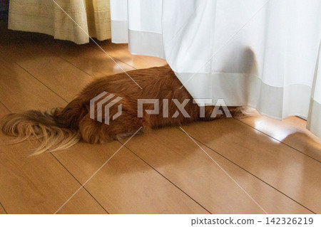 一隻對外在充滿好奇的迷你臘腸犬 一隻對外在充滿好奇的迷你臘腸犬 142326219