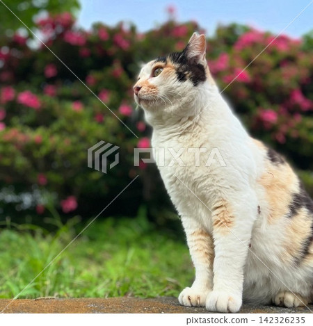 「一隻背上沾滿鮮花的貓，看起來精神抖擻！有點小得意呢。」 142326235