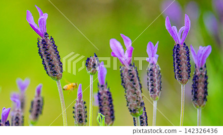 French lavender flowers with bees flying around them. French lavender flowers with bees flying around them. 142326436