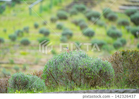 A male bunting perched on a trimmed lavender bush. A male bunting perched on a trimmed lavender bush. 142326437