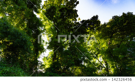 The canopy of a lush forest, where sunlight filters through the leaves. 142326456
