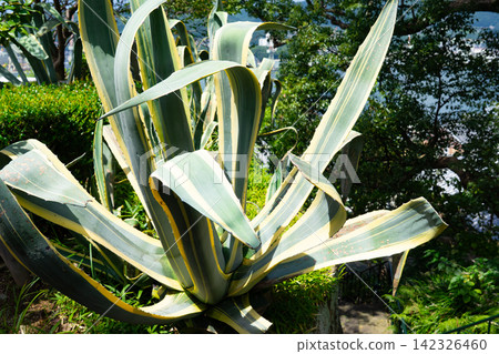 A large Agave americana with variegated yellow-green leaves. A large Agave americana with variegated yellow-green leaves. 142326460