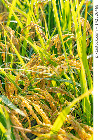 A landscape captured in a vertical composition, showing golden rice stalks glistening with morning dew and sunlight. A landscape captured in a vertical composition, showing golden rice stalks glistening with morning dew and sunlight. 142326469