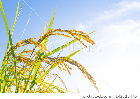 Golden rice stalks drooping against a backdrop of blue sky and white clouds. Golden rice stalks drooping against a backdrop of blue sky and white clouds. 142326470