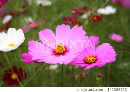 盛開的、鮮豔的粉紅色波斯菊 盛開的、鮮豔的粉紅色波斯菊 142326552