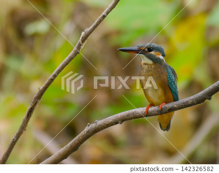 A kingfisher perched on a branch by a green body of water. A kingfisher perched on a branch by a green body of water. 142326582