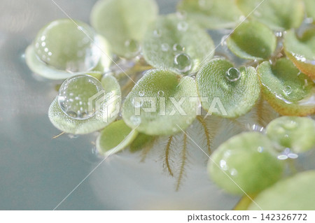 Droplet, water droplet, leaf, water surface Droplet, water droplet, leaf, water surface 142326772