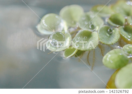 Droplet, water droplet, leaf, water surface Droplet, water droplet, leaf, water surface 142326792
