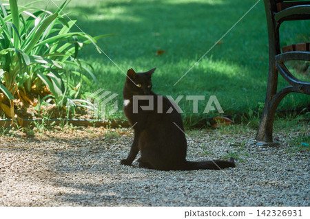 A black cat standing on a gravel road A black cat standing on a gravel road 142326931
