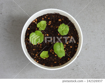 Cotton cultivation, germination Cotton cultivation, germination 142326937