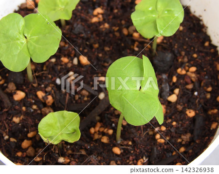 Cotton cultivation, germination Cotton cultivation, germination 142326938