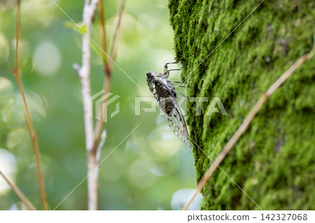 蟬(Meimuna opalifera)特寫 蟬(Meimuna opalifera)特寫 142327068
