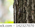 A stag beetle perched on the trunk of an oak tree. 142327070