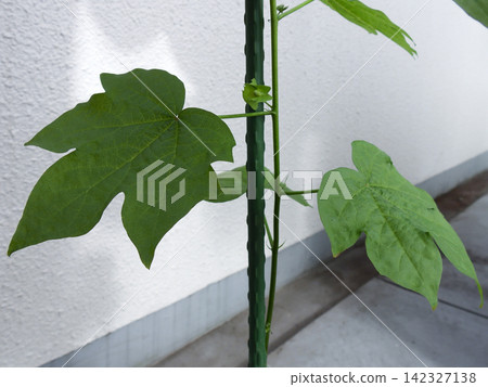 Cotton cultivation: True leaves Cotton cultivation: True leaves 142327138