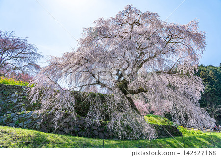 又兵衛櫻花樹,又稱本鄉瀧櫻,是奈良縣宇多市大田町一棵壯麗的垂枝櫻花樹,估計樹齡為 300 年。 又兵衛櫻花樹,又稱本鄉瀧櫻,是奈良縣宇多市大田町一棵壯麗的垂枝櫻花樹,估計樹齡為 300 年。 142327168