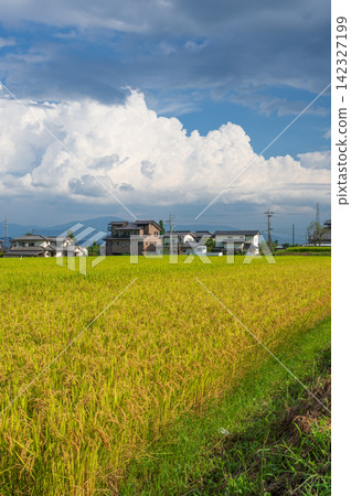 Rural landscape of Azumino: Rice paddies with ripening rice stalks. Rural landscape of Azumino: Rice paddies with ripening rice stalks. 142327199