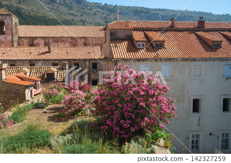 Orange-roofed buildings and pink oleanders in Dubrovnik, Croatia Orange-roofed buildings and pink oleanders in Dubrovnik, Croatia 142327259