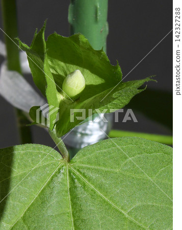 棉花種植:花蕾 棉花種植:花蕾 142327288