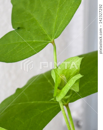 Cotton cultivation: Buds Cotton cultivation: Buds 142327292