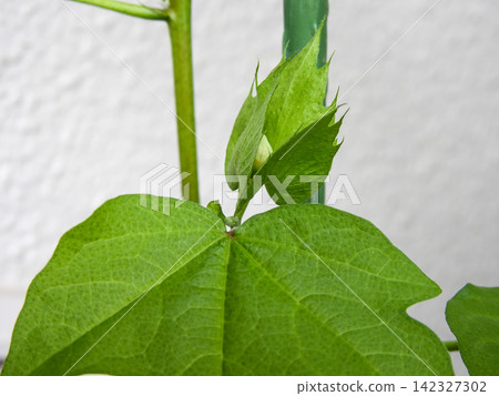 棉花種植:花蕾 棉花種植:花蕾 142327302