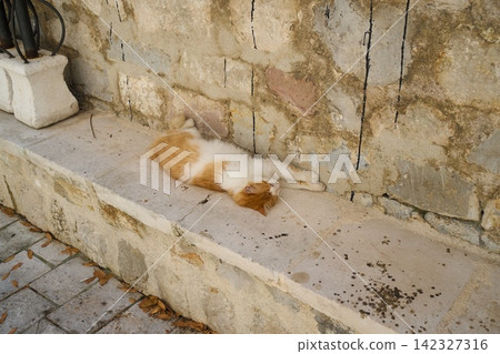 A brown and white cat sleeping on the stone wall of the old town of Kotor, Montenegro. A brown and white cat sleeping on the stone wall of the old town of Kotor, Montenegro. 142327316