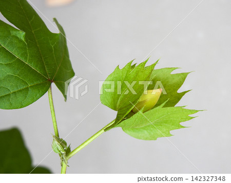 棉花種植：花蕾 142327348