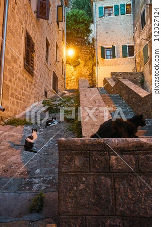 Cats in the alleyways of stone steps illuminated by streetlights in the old town of Kotor, Montenegro. Cats in the alleyways of stone steps illuminated by streetlights in the old town of Kotor, Montenegro. 142327424