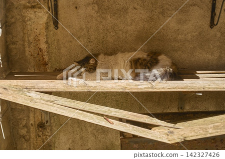 A tabby and white cat sleeping on a wooden plank in Kotor, Montenegro. A tabby and white cat sleeping on a wooden plank in Kotor, Montenegro. 142327426