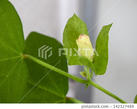 Cotton cultivation: Slightly opened buds Cotton cultivation: Slightly opened buds 142327489