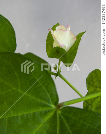 Cotton cultivation: Slightly opened buds Cotton cultivation: Slightly opened buds 142327498