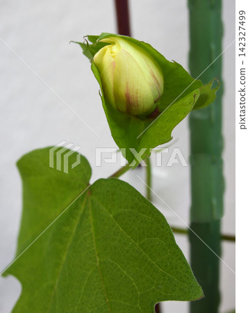 棉花種植:微開的花蕾 棉花種植:微開的花蕾 142327499