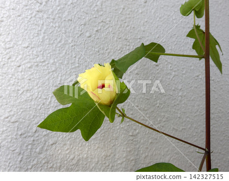 Cotton cultivation: Slightly opened buds Cotton cultivation: Slightly opened buds 142327515
