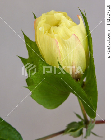 Cotton cultivation: Slightly opened buds Cotton cultivation: Slightly opened buds 142327519