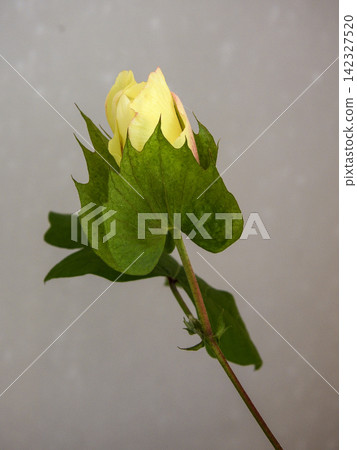 Cotton cultivation: Slightly opened buds Cotton cultivation: Slightly opened buds 142327520