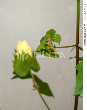 Cotton cultivation: Slightly opened buds Cotton cultivation: Slightly opened buds 142327521