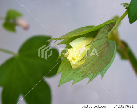 Cotton cultivation: Slightly opened buds Cotton cultivation: Slightly opened buds 142327651